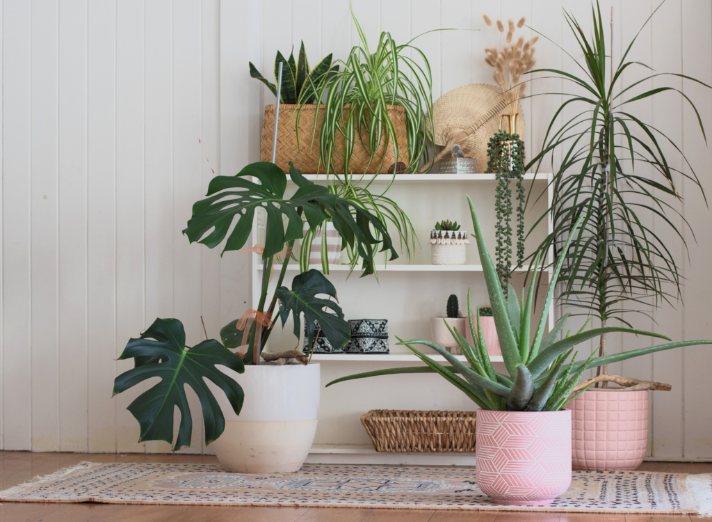 Explorez les bienfaits des plantes d'intérieur pour une maison sereine, une meilleure qualité de l'air et un bien-être accru. deco-et-brico.fr